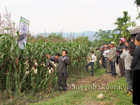 Nông dân xã Nghĩa Phúc thăm quan mô hình trồng ngô nếp tím ở xã Nghĩa Lợi (thị xã Nghĩa Lộ).
Ảnh: Nguyễn Nhật Thanh